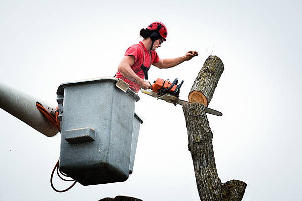 Best Aeration Services  in Edgemere, MD