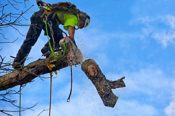 How Our Tree Care Process Works  in  Edgemere, MD